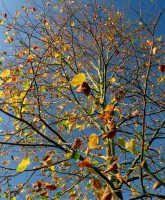 /album/parks-etc/tree-2-jpg/